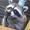 racoonrfb